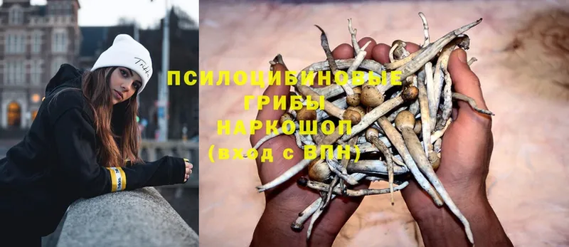 Галлюциногенные грибы Psilocybe  наркотики  Верхняя Салда 